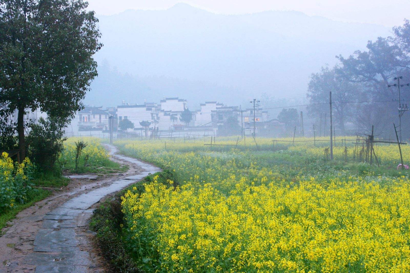 婺源油菜花