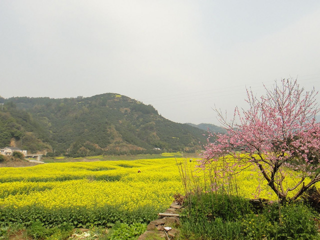 婺源油菜花