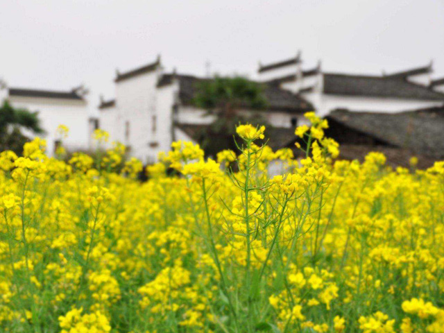 婺源油菜花