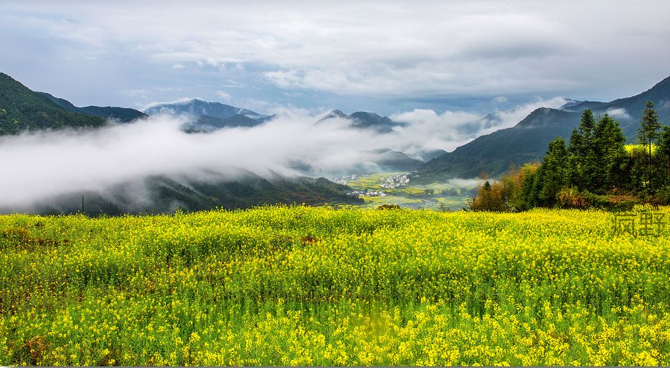 婺源油菜花