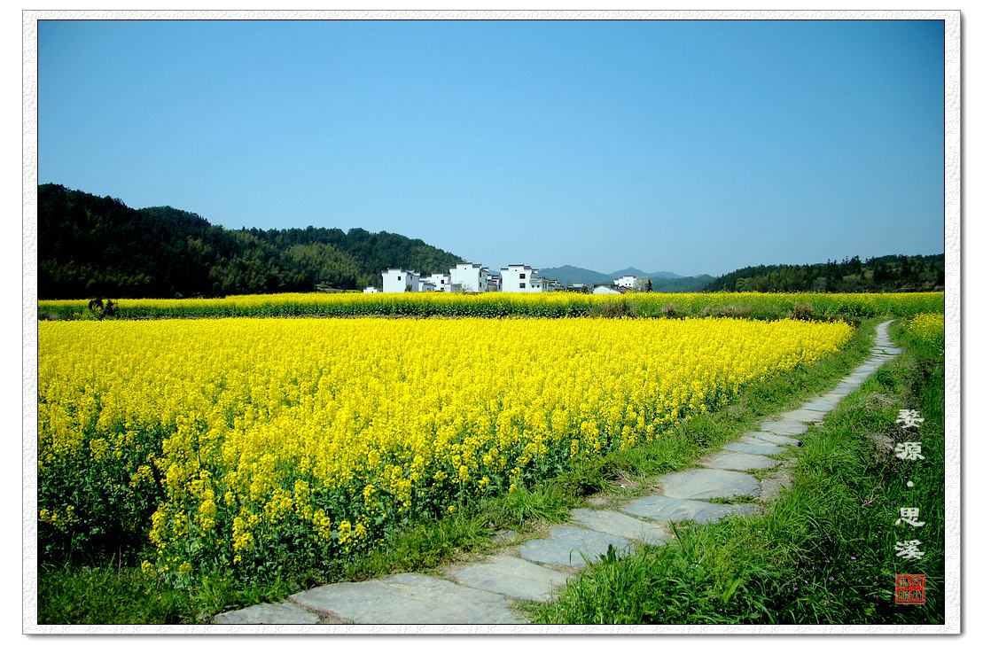 婺源油菜花