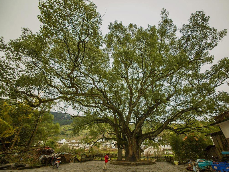 婺源虹关村